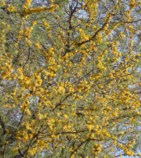 Nature in Córdoba - Argentina